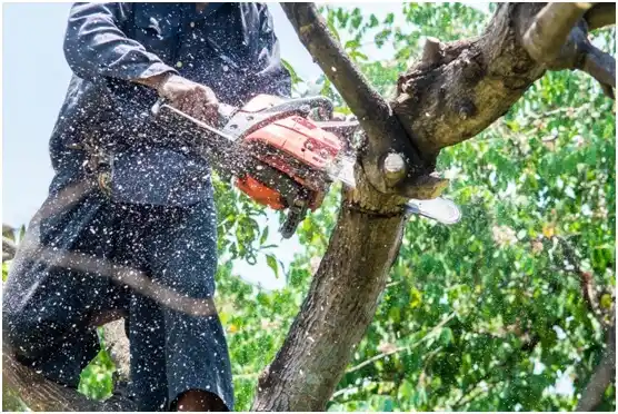 tree services Peterstown